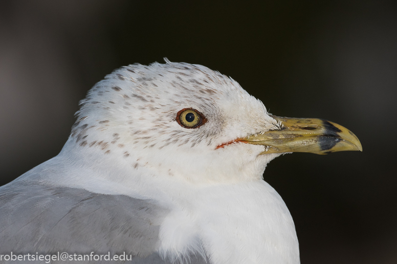 palo alto baylands